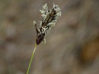 Carex montana 3, Saxifraga-Jan van der Straaten
