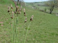 Carex montana 6, Saxifraga-Jasenka Topic