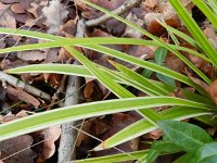 Carex morrowii 1, Saxifraga-Rutger Barendse