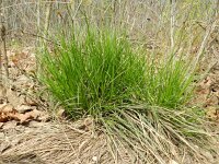 Carex muricata 4, Valse stekelzegge, Saxifraga-Rutger Barendse