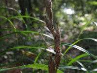 Carex muskingumensis 1, Palmzegge, Saxifraga-Rutger Barendse