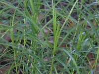 Carex muskingumensis 11, Palmzegge, Saxifraga-Rutger Barendse
