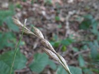 Carex muskingumensis 2, Palmzegge, Saxifraga-Rutger Barendse