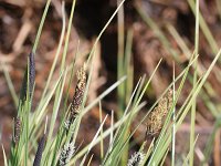 Carex nigra 11, Zwarte zegge, Saxifraga-Rutger Barendse