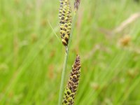 Carex nigra 12, Zwarte zegge, Saxifraga-Rutger Barendse