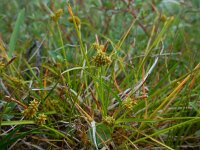 Carex oederi 53, Dwergzegge, Saxifraga-Ed Stikvoort