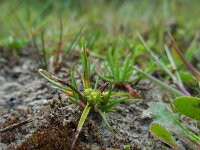 Carex oederi 56, Dwergzegge, Saxifraga-Ed Stikvoort
