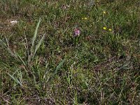 Carex oederi ssp oederi 15, Dwergzegge, Saxifraga-Hans Boll