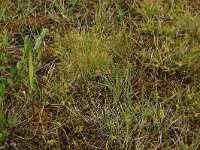 Carex oederi ssp oederi 39, Dwergzegge, Saxifraga-Hans Boll