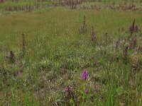 Carex oederi ssp oedocarpa 17, Geelgroene zegge, Saxifraga-Hans Boll