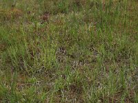 Carex oederi ssp oedocarpa 19, Geelgroene zegge, Saxifraga-Hans Boll