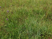 Carex oederi ssp oedocarpa 31, Geelgroene zegge, Saxifraga-Hans Boll