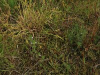 Carex oederi ssp oedocarpa 32, Geelgroene zegge, Saxifraga-Hans Boll