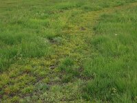 Carex oederi ssp oedocarpa 34, Geelgroene zegge, Saxifraga-Hans Boll