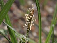 Carex oederi ssp oedocarpa 46, Geelgroene zegge, Saxifraga-Rutger Barendse