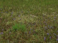 Carex oederi ssp oedocarpa 30, Geelgroene zegge, Saxifraga-Hans Boll