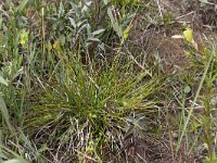 Carex oederi ssp oedocarpa 49, Geelgroene zegge, Saxifraga-Peter Meininger