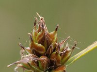 Carex oedipostyla 1, Saxifraga-Rutger Barendse