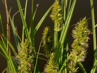 Carex otrubae 17, Valse voszegge, Saxifraga-Ed Stikvoort