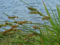 Carex otrubae 14, Valse voszegge, Saxifraga-Jelle van Dijk