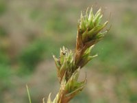 Carex ovalis 5, Hazenzegge, Saxifraga-Rutger Barendse