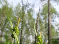 Carex pallescens 15, Bleke zegge, Saxifraga-Rutger Barendse
