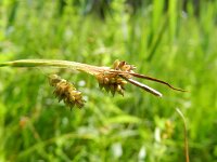 Carex pallescens 16, Bleke zegge, Saxifraga-Rutger Barendse
