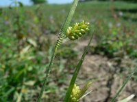 Carex pallescens 2, Bleke zegge, Saxifraga-Jan Willem Jongepier
