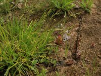 Carex pallescens 20, Bleke zegge, Saxifraga-Hans Boll
