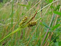 Carex pallescens 21, Bleke zegge, Saxifraga-Hans Grotenhuis
