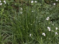 Carex pallescens 3, Bleke zegge, Saxifraga-Peter Meininger