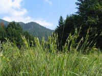 Carex pallescens 4, Bleke zegge, Saxifraga-Jasenka Topic