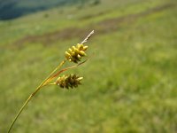 Carex pallescens 8, Bleke zegge, Saxifraga-Jasenka Topic