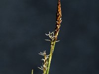 Carex panicea 1, Blauwe zegge, Saxifraga-Jan van der Straaten