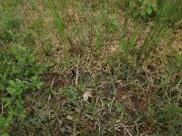 Carex panicea 17, Blauwe zegge, Saxifraga-Hans Boll