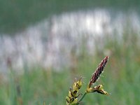 Carex panicea 28, Blauwe zegge, Saxifraga-Jeroen Willemsen