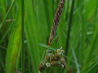 Carex panicea 4, Blauwe zegge, Saxifraga-Rutger Barendse