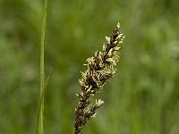 Carex paniculata 2, Pluimzegge, Saxifraga-Jan van der Straaten