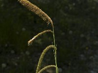 Carex pendula 1, Hangende zegge, Saxifraga-Jan van der Straaten