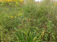 Carex pendula 11, Hangende zegge, Saxifraga-Rutger Barendse