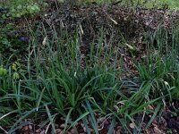 Carex pendula 12, Hangende zegge, Saxifraga-Ed Stikvoort