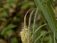Carex pendula 2, Hangende zegge, Saxifraga-Willem van Kruijsbergen
