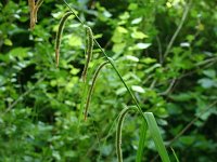 Carex pendula 3, Hangende zegge, Saxifraga-Dirk Hilbers