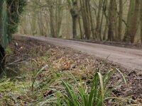 Carex pendula 4, Hangende zegge, Saxifraga-Rutger Barendse