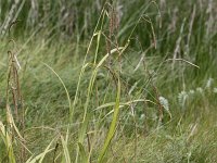 Carex pendula 6, Hangende zegge, Saxifraga-Peter Meininger