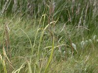 Carex pendula 6, Hangende zegge, Saxifraga-Peter Meininger