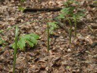 Carex pendula 9, Hangende zegge, Saxifraga-Willem van Kruijsbergen