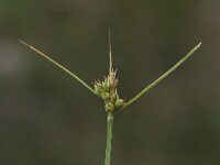 Carex pilulifera 14, Pilzegge, Saxifraga-Peter Meininger