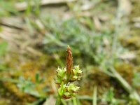 Carex pilulifera 17, Pilzegge, Saxifraga-Rutger Barendse
