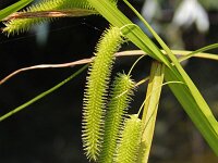 Carex pseudocyperus 10, Hoge cyperzegge, Saxifraga-Jeroen Willemsen